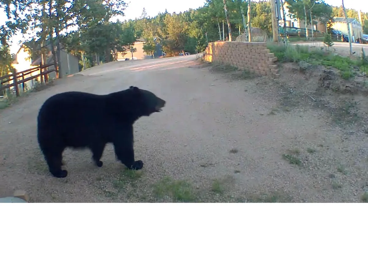 A black bear ambles along a dirt path, surrounded by trees and residential structures in the background, blending the excitement of wildlife observation with the reality of responsible proximity to nature.