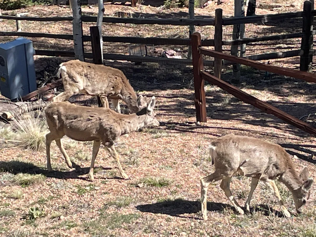 A tranquil outdoor scene with deer grazing peacefully beside a wooden fence, set against a backdrop of natural landscape. The area appears quiet and undisturbed, offering a sense of privacy and immersion in nature.
